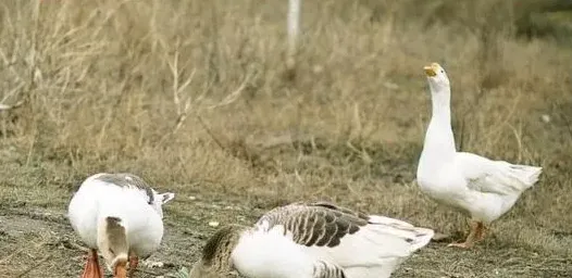 初春如何使鹅多产蛋？ | 常识大全
