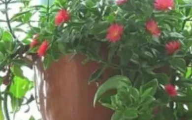 牡丹吊兰什么时候扦插最好,牡丹吊兰扦插繁殖方法步骤及4种注意事项？