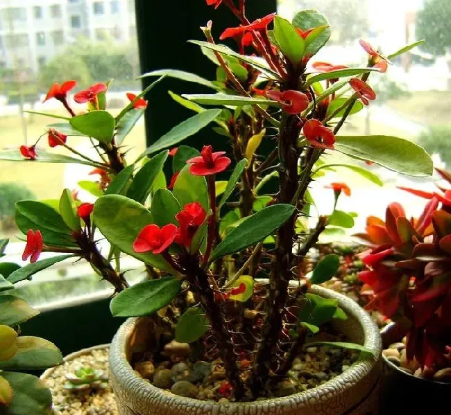 养虎刺梅花不吉利吗,大门口种刺梅好吗？