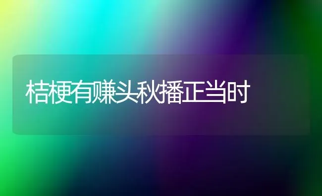 桔梗有赚头秋播正当时 | 养殖技术大全