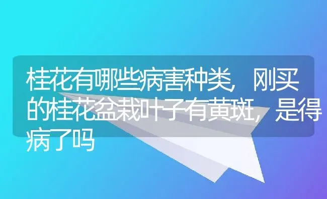 桂花有哪些病害种类,刚买的桂花盆栽叶子有黄斑，是得病了吗 | 养殖学堂