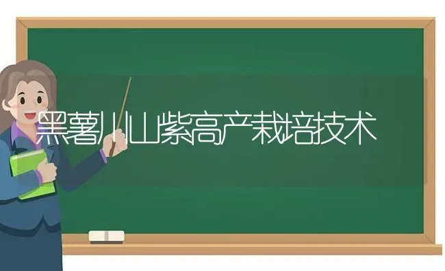 黑薯川山紫高产栽培技术 | 养殖技术大全