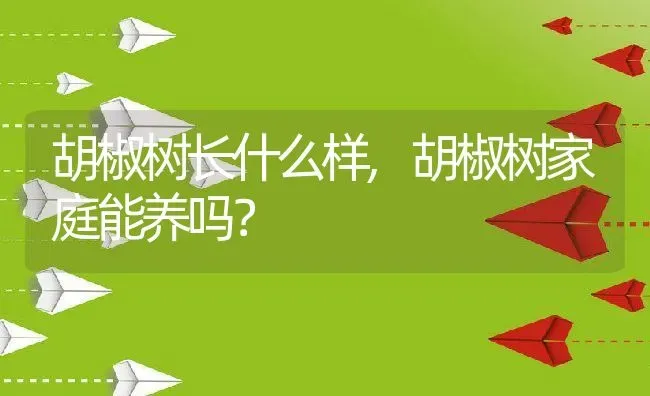 胡椒树长什么样,胡椒树家庭能养吗？ | 养殖科普