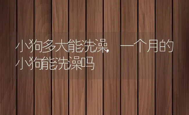 小狗多大能洗澡,一个月的小狗能洗澡吗 | 养殖科普