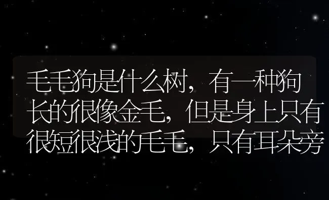 毛毛狗是什么树,有一种狗长的很像金毛，但是身上只有很短很浅的毛毛，只有耳朵旁边才有，叫什么？ | 养殖科普