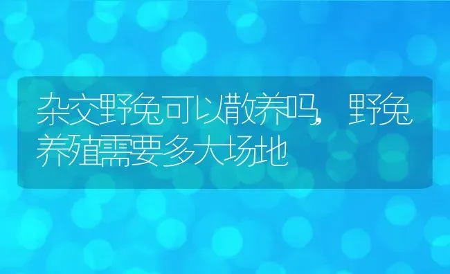 杂交野兔可以散养吗,野兔养殖需要多大场地 | 养殖学堂