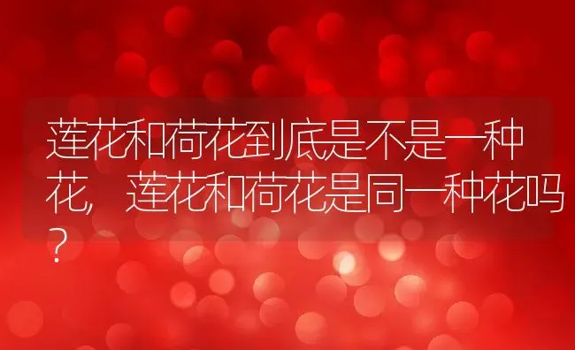 莲花和荷花到底是不是一种花,莲花和荷花是同一种花吗？ | 养殖科普