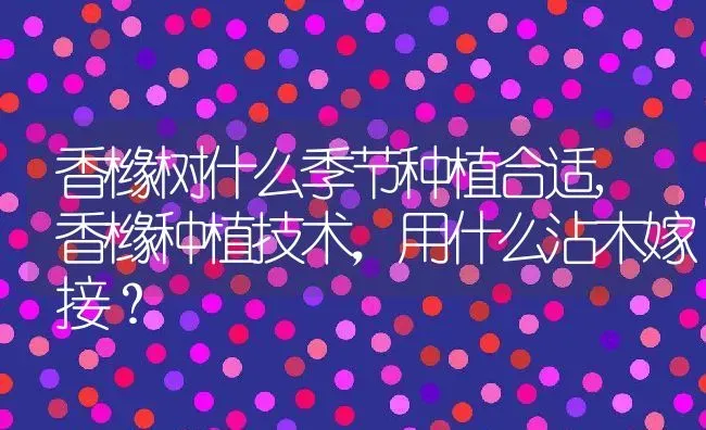 香橼树什么季节种植合适,香橼种植技术，用什么沾木嫁接？ | 养殖科普