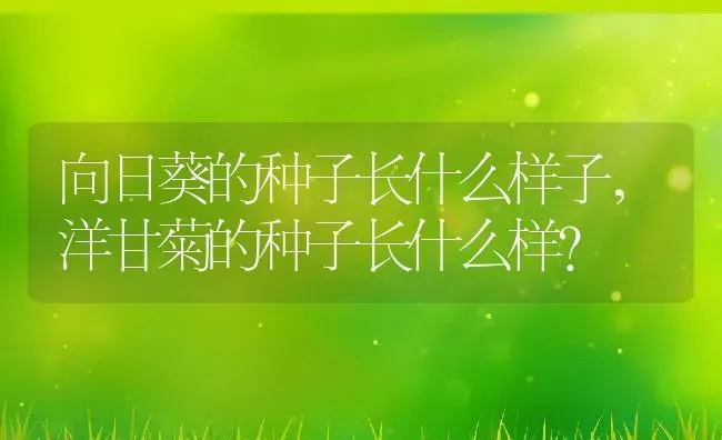 向日葵的种子长什么样子,洋甘菊的种子长什么样？ | 养殖科普