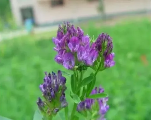 紫花苜蓿草的优点及栽培方法 | 常识大全