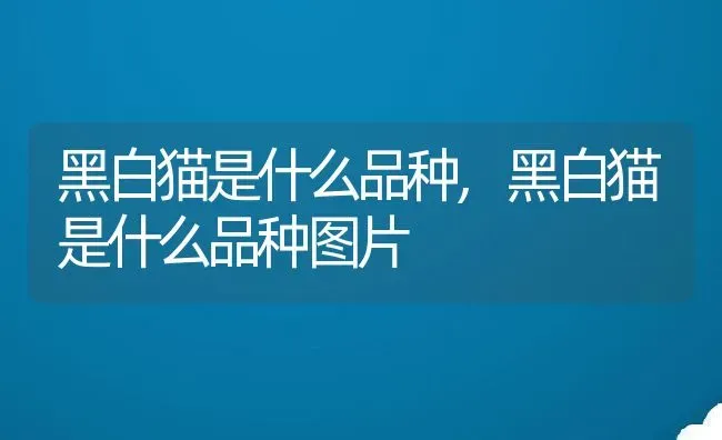 黑白猫是什么品种,黑白猫是什么品种图片 | 养殖科普