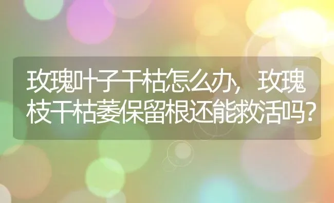 玫瑰叶子干枯怎么办,玫瑰枝干枯萎保留根还能救活吗？ | 养殖科普