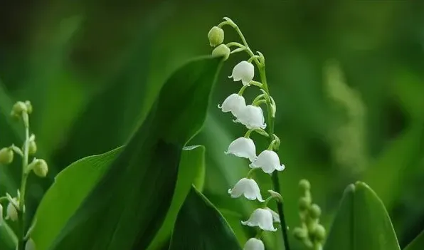 铃兰花的花语 | 常识大全