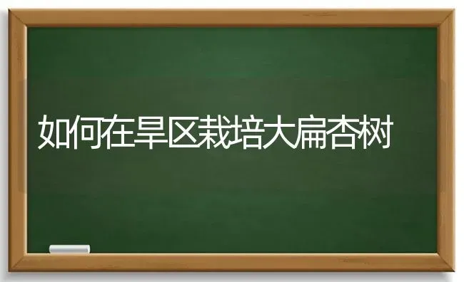 如何在旱区栽培大扁杏树 | 养殖知识