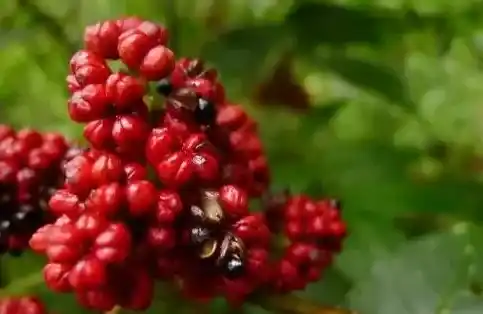 吴茱萸是治疗慢性前列腺炎的良药 | 农广天地