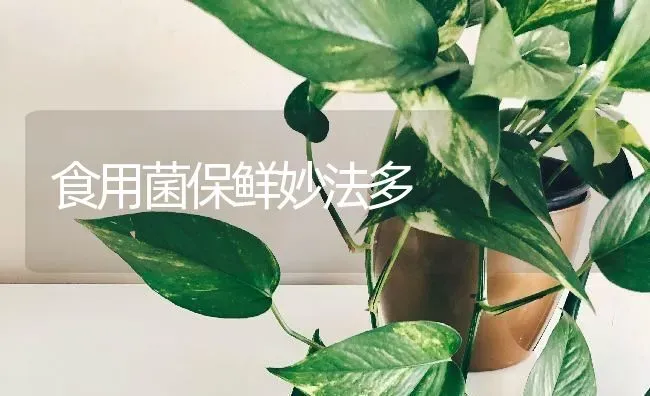 食用菌保鲜妙法多 | 养殖技术大全