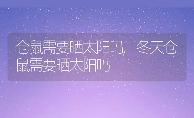 仓鼠需要晒太阳吗,冬天仓鼠需要晒太阳吗 | 养殖资料