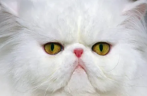 英短猫咪流泪眼屎多红褐色,猫眼屎深红色泪水多，应该怎么办！还有救吗？