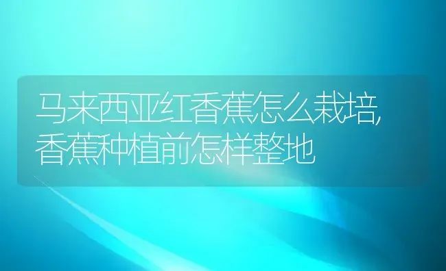 马来西亚红香蕉怎么栽培,香蕉种植前怎样整地 | 养殖学堂