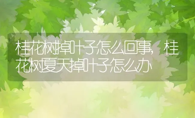 桂花树掉叶子怎么回事,桂花树夏天掉叶子怎么办 | 养殖学堂