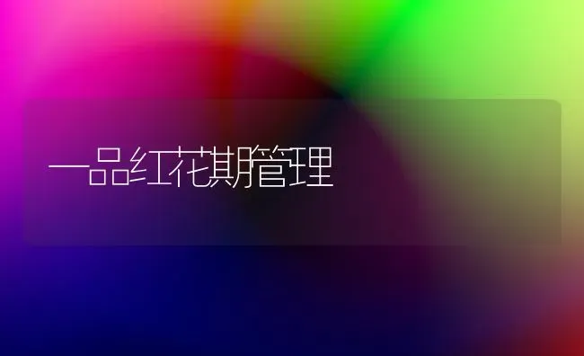 一品红花期管理 | 养殖知识