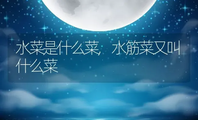 水菜是什么菜,水筋菜又叫什么菜 | 养殖学堂
