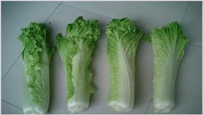 常见白菜品种有哪些？哪些比较好种 | 农广天地