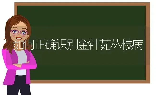 如何正确识别金针茹丛枝病 | 养殖知识