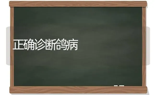 正确诊断鸽病 | 养殖知识