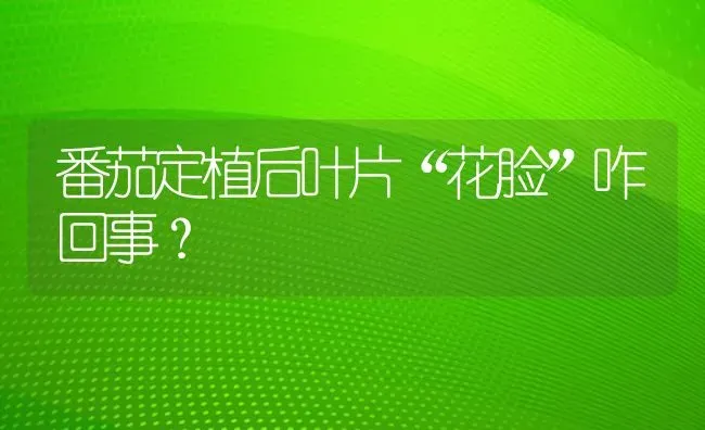 番茄定植后叶片“花脸”咋回事? | 养殖知识