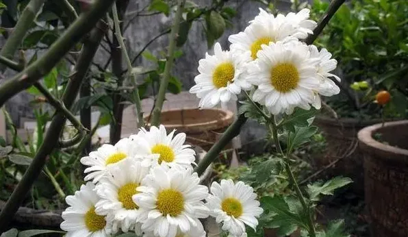 家庭阳台菊花怎么养？种菊花技术介绍 | 常识大全