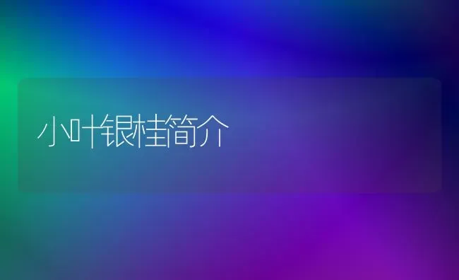 小叶银桂简介 | 养殖技术大全