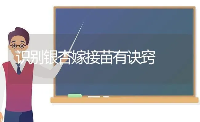 识别银杏嫁接苗有诀窍 | 养殖技术大全