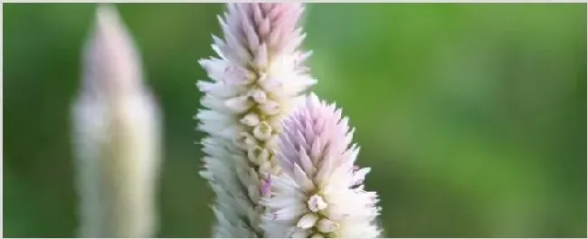 青葙可以做干花吗 | 三农知识