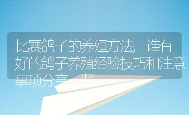 比赛鸽子的养殖方法,谁有好的鸽子养殖经验技巧和注意事项分享一些 | 养殖学堂