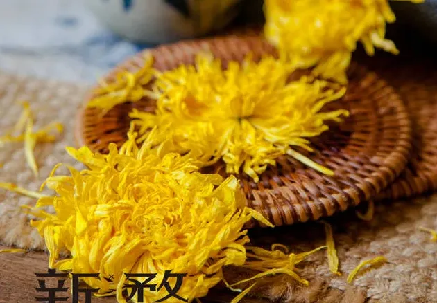 金丝皇菊与胎菊哪个好,金丝菊贡菊杭白菊区别？