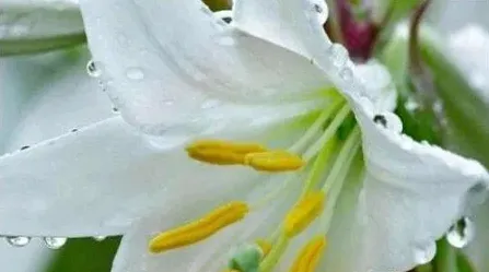 百合花怎么养 盆栽,盆栽百合花怎么养？