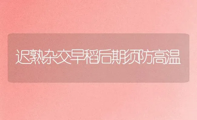 迟熟杂交早稻后期须防高温 | 养殖知识
