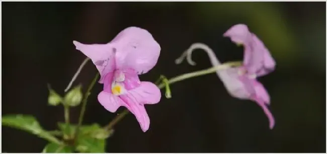 凤仙花的花包括哪些部分 | 生活常识