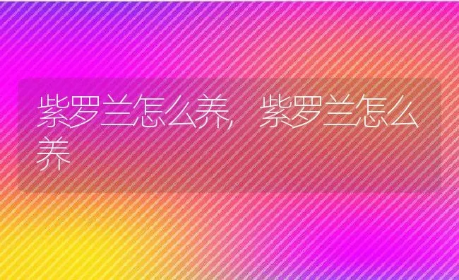 紫罗兰怎么养,紫罗兰怎么养 | 养殖科普