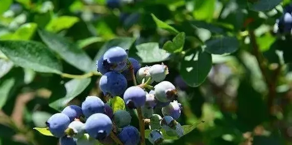 蓝莓怎样种植果子才甜？蓝莓几年结果？ | 生活常识