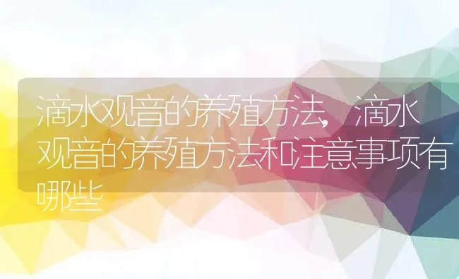 滴水观音的养殖方法,滴水观音的养殖方法和注意事项有哪些 | 养殖资料