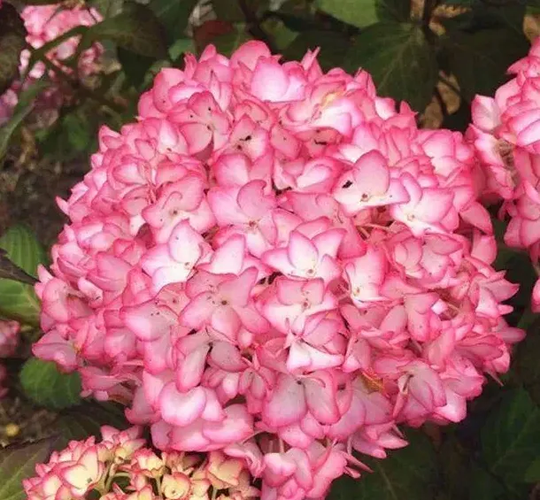 绣球花的花朵蔫了怎么办,绣球花发芽蔫了怎么办？