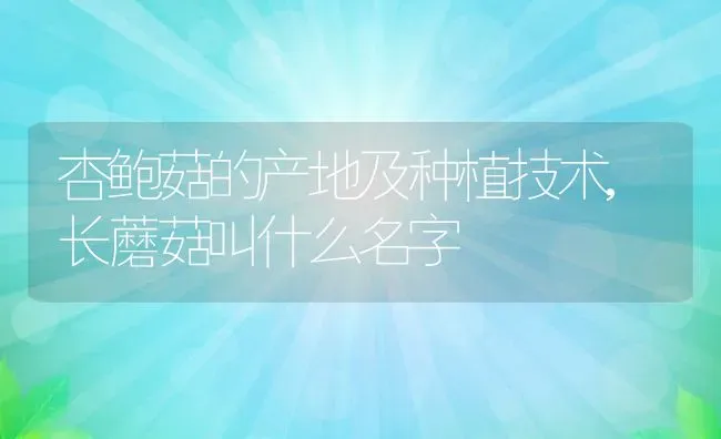 杏鲍菇的产地及种植技术,长蘑菇叫什么名字 | 养殖学堂