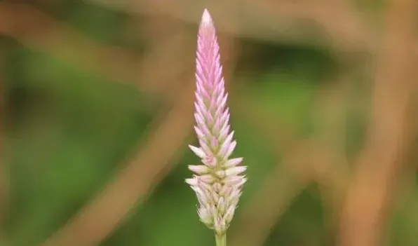 青葙可以做干花吗 | 三农知识