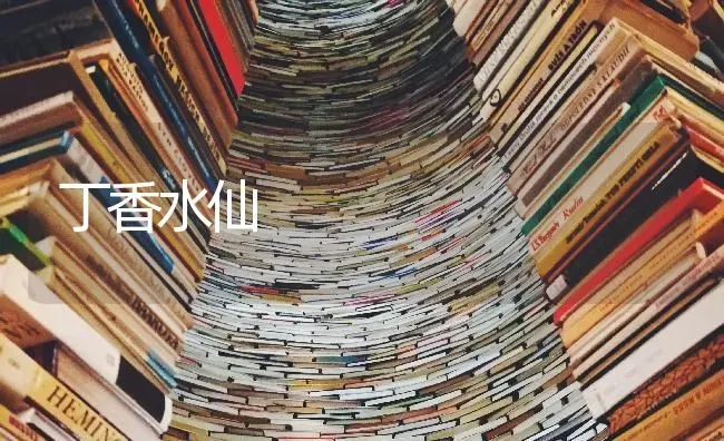 丁香水仙 | 养殖知识