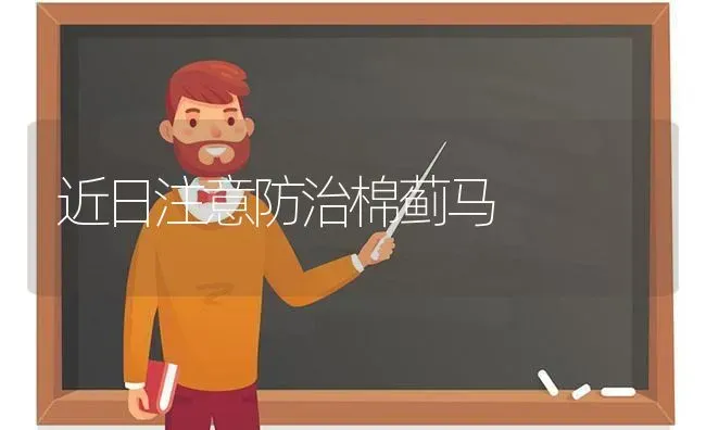 近日注意防治棉蓟马 | 养殖知识