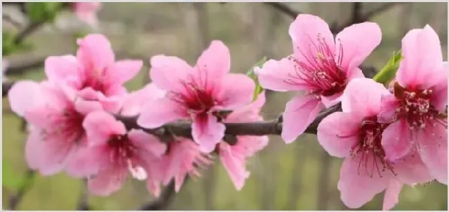 春天开花的树木有哪些 | 生活妙招