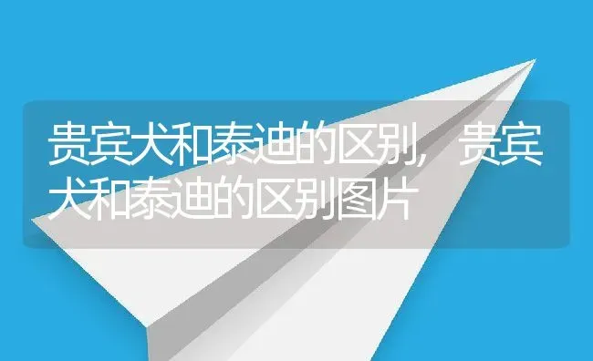 贵宾犬和泰迪的区别,贵宾犬和泰迪的区别图片 | 养殖资料