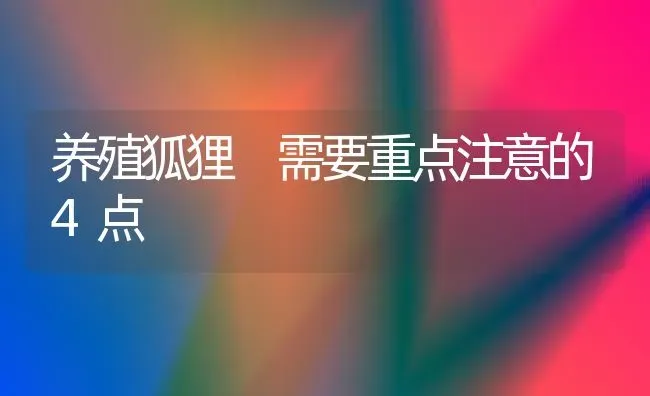 养殖狐狸 需要重点注意的4点 | 养殖知识